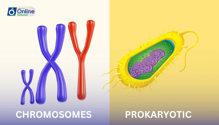 Lesson 16: Chromosomes and Prokaryotic Cell Structure